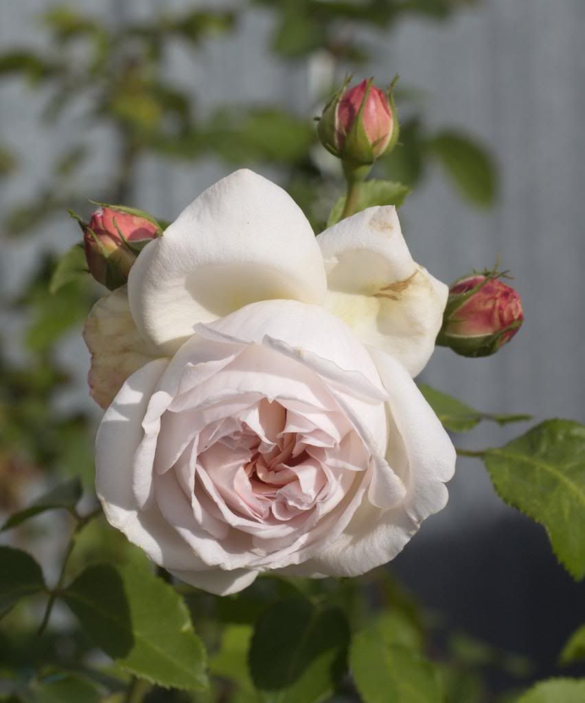 Cymbeline photo Cymbeline_zps3f67316b.jpg